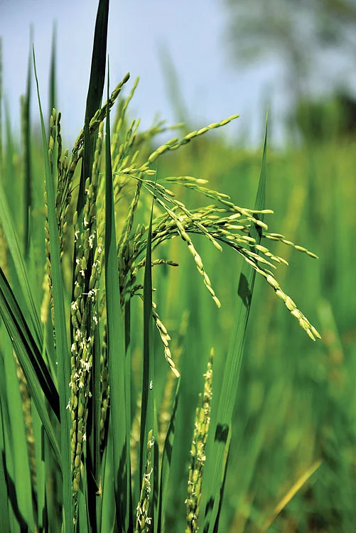 நெற்பயிர்