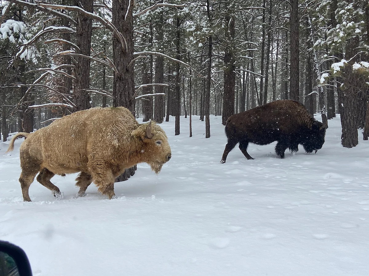 american bison