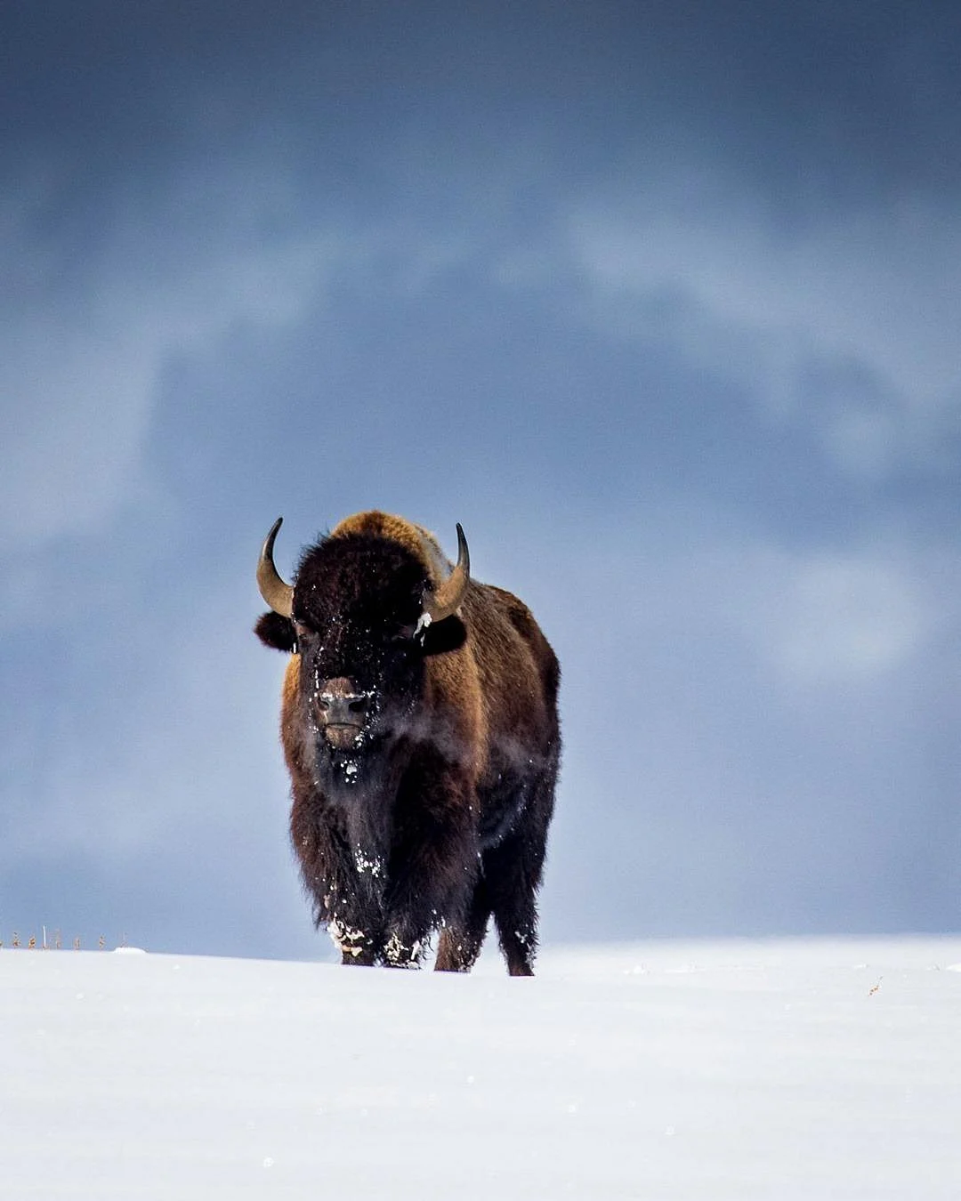 american bison
