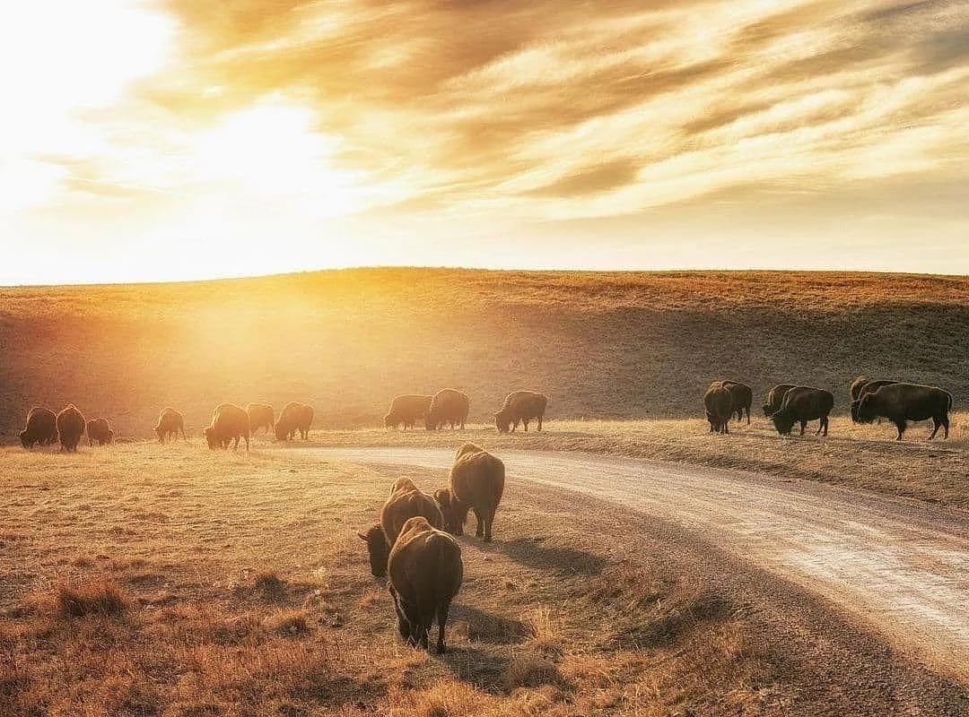 american bison