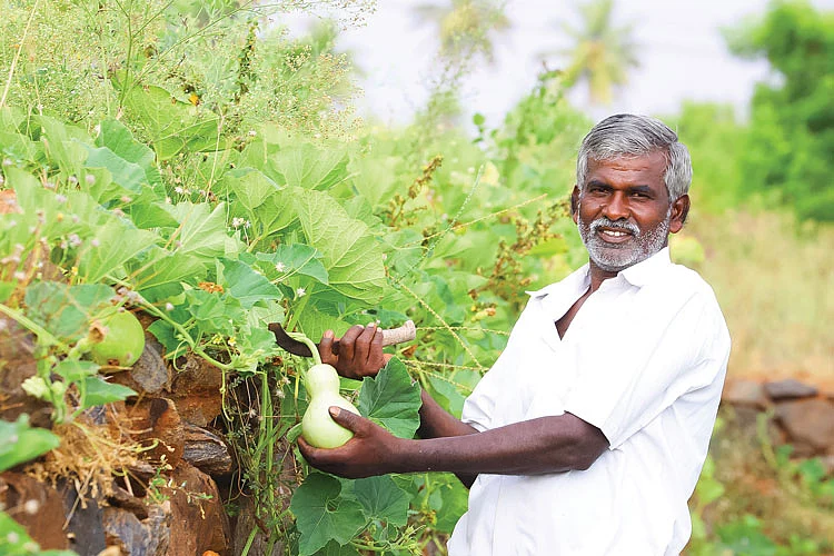 சுரைக்காய் பறிப்பு