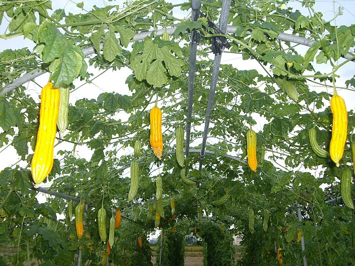 முலாம்பழப்பூச்சிகளின் சேதம் தெரியும் பாகற்காய்கள்