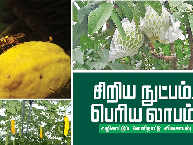 மீண்டும், மீண்டும்
பூச்சிகளே வெல்கின்றன!
