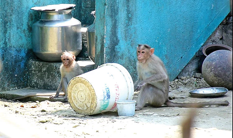 வீட்டில் குரங்கு