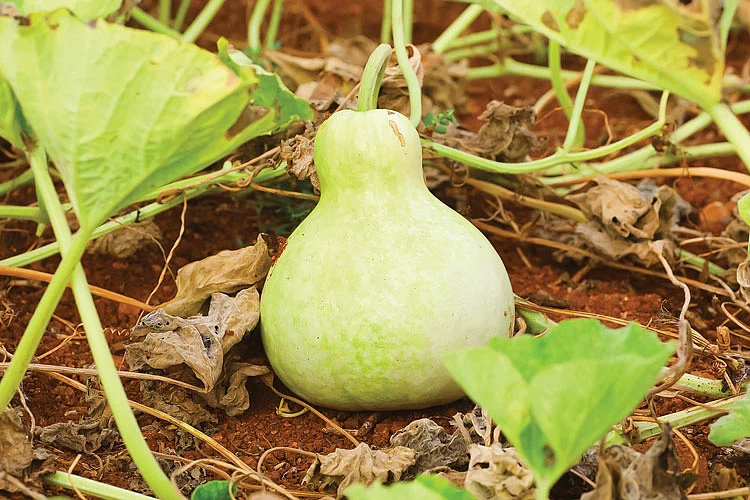 சொம்பு சுரைக்காய்