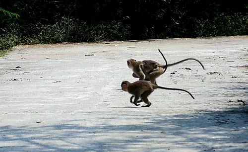 குரங்குகள்