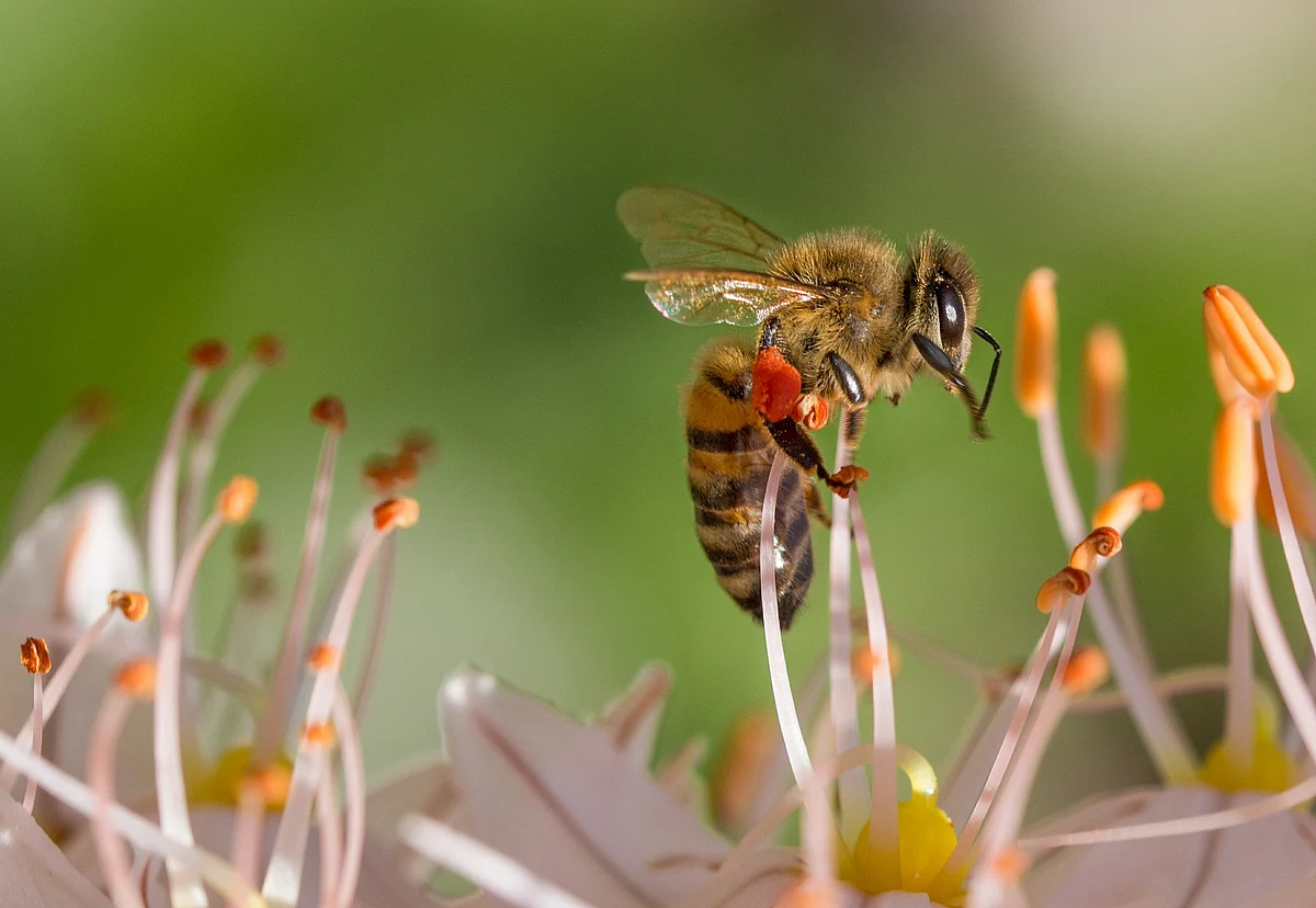 Honey bee