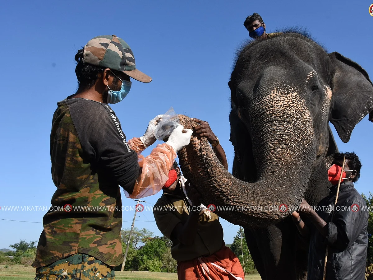 முகாமில் உள்ள 28 யானைகளுக்கு கொரோனா பரிசோதனை; தொற்றுப்பரவலைத் தடுக்க நடவடிக்கை!