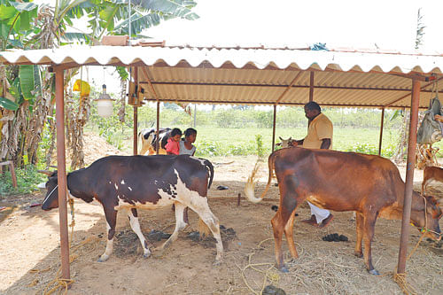 மாடுகள்