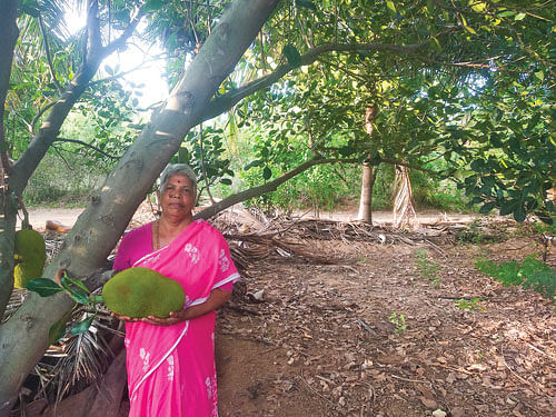 பலாமரம்