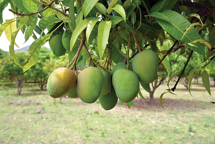 மாங்காய்கள்
