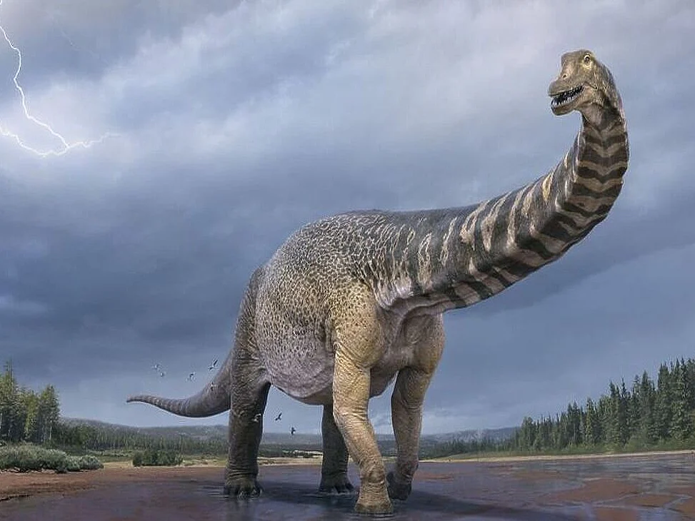 Australotitan cooperensis: ஆஸ்திரேலியாவின் மிகப்பெரிய டைனோசர்... மாற்றி எழுதப்படும் வரலாறு!