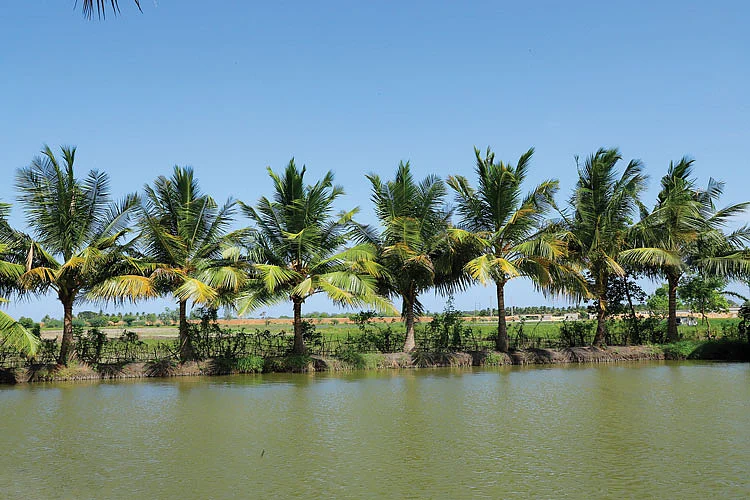மீன் குளத்தைச் சுற்றி தென்னை மரங்கள்