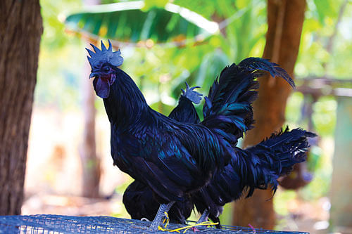 பண்ணையில் கருங்கோழி