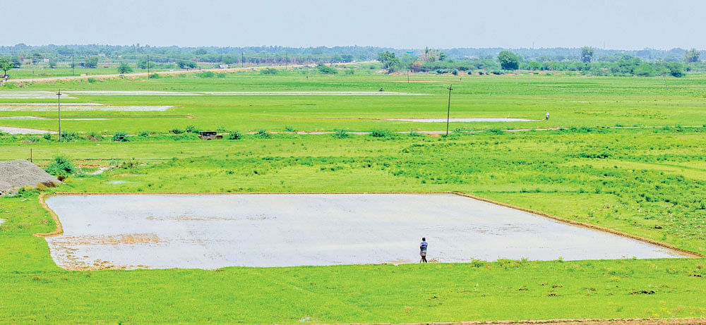 விவசாயம்