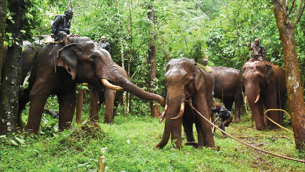 யானைகள்