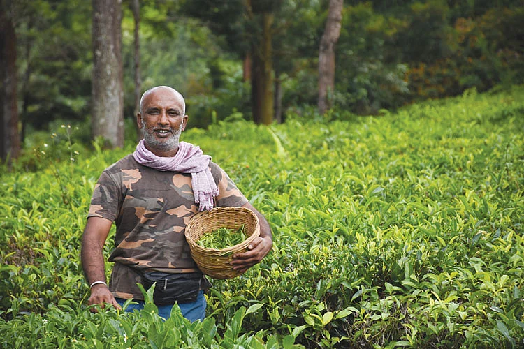 தேயிலைப் பறிப்பு