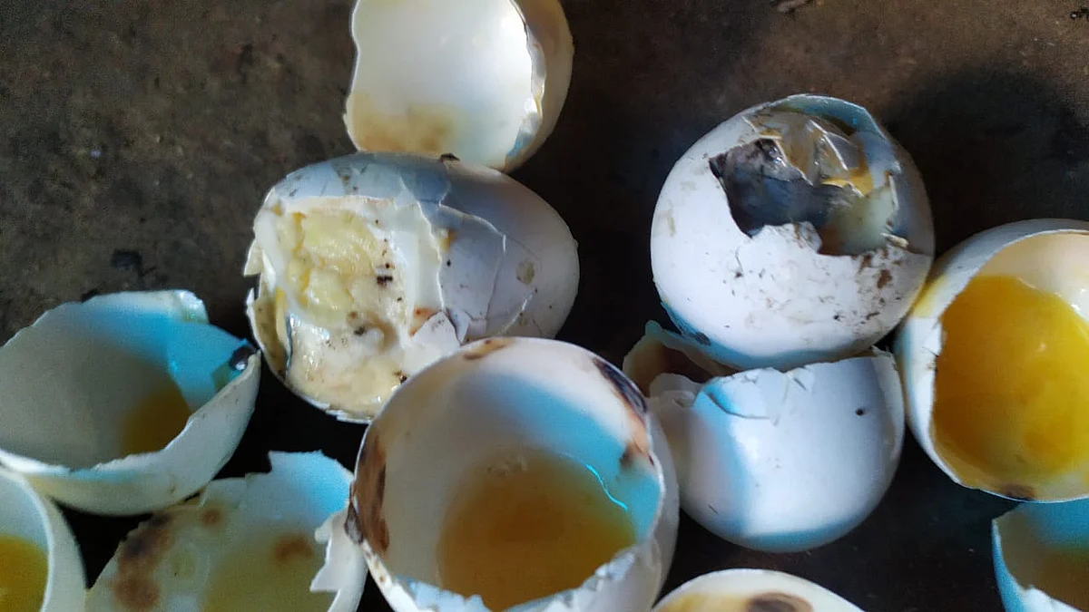 அழுகிய முட்டைகள் விநியோகம்