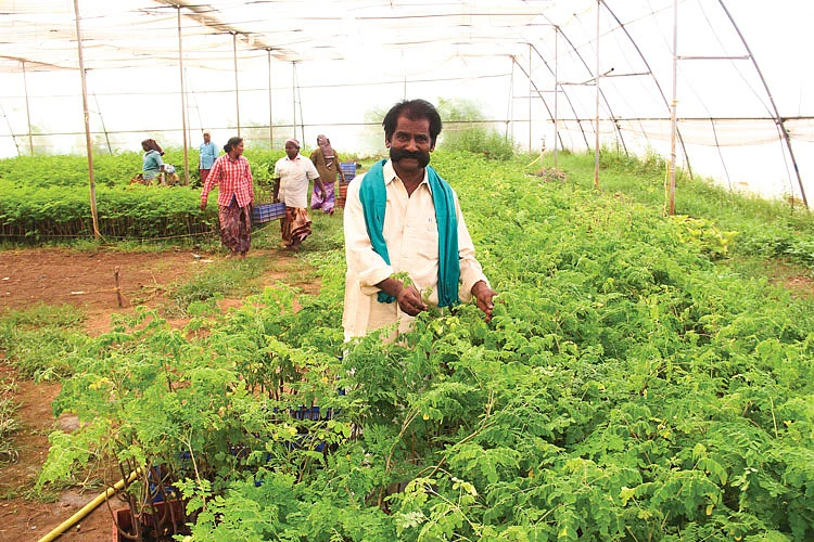 பசுமைக் குடிலில்