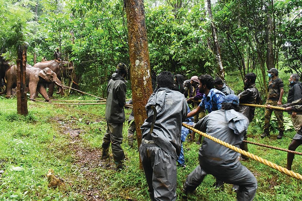 காலில் கட்டப்பட்டிருந்த கயிற்றை மாற்றி மாற்றி இறுக்கியும் அவிழ்த்தும் மனிதர்கள் வழிநடத்த, உடனிருந்து அழைத்து வருகின்றன கும்கிகள்.
