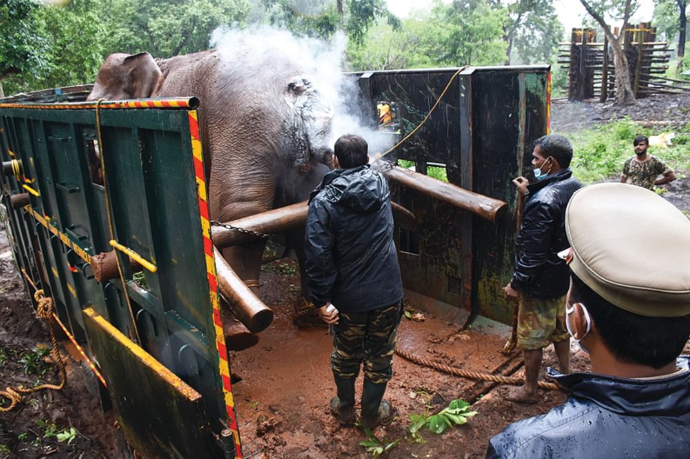காட்டின் பிள்ளையை சிகிச்சைக்குக் கூட்டிச் செல்ல லாரியில் ஏற்றி, அங்கேயே முதலுதவி.