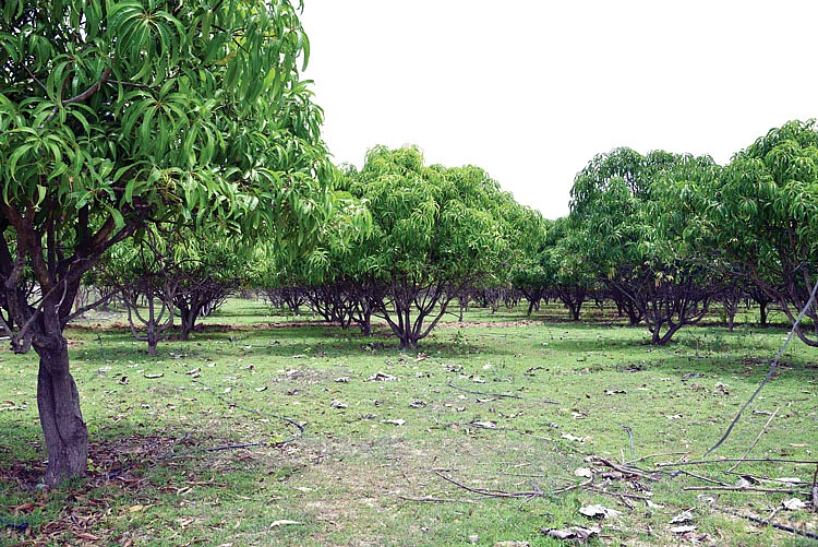 மாந்தோட்டம்