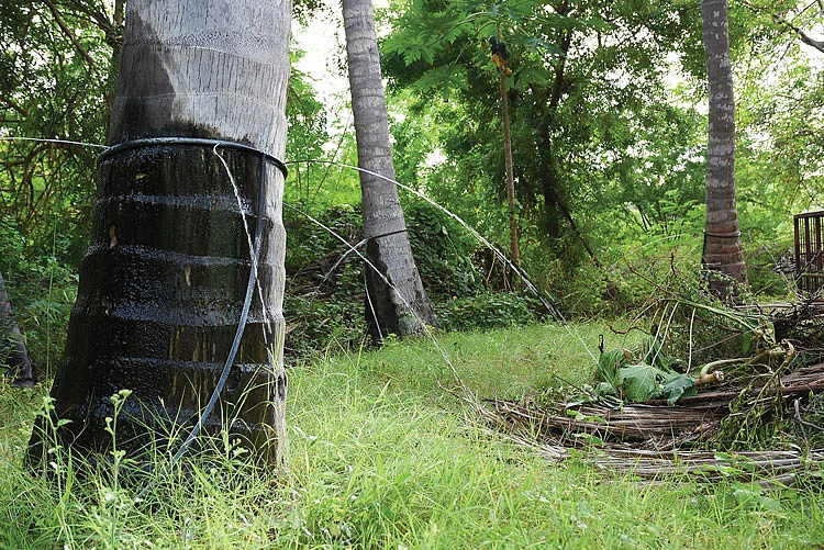 தென்னை மரத்தைச் சுற்றி விழும் தண்ணீர்
