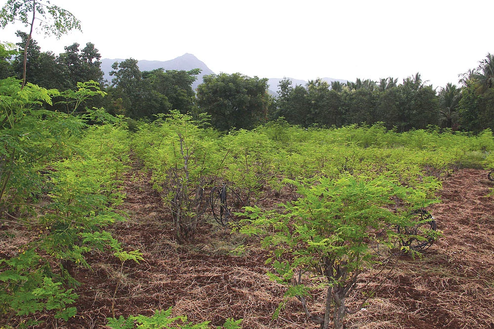 முருங்கைத் தோட்டம்