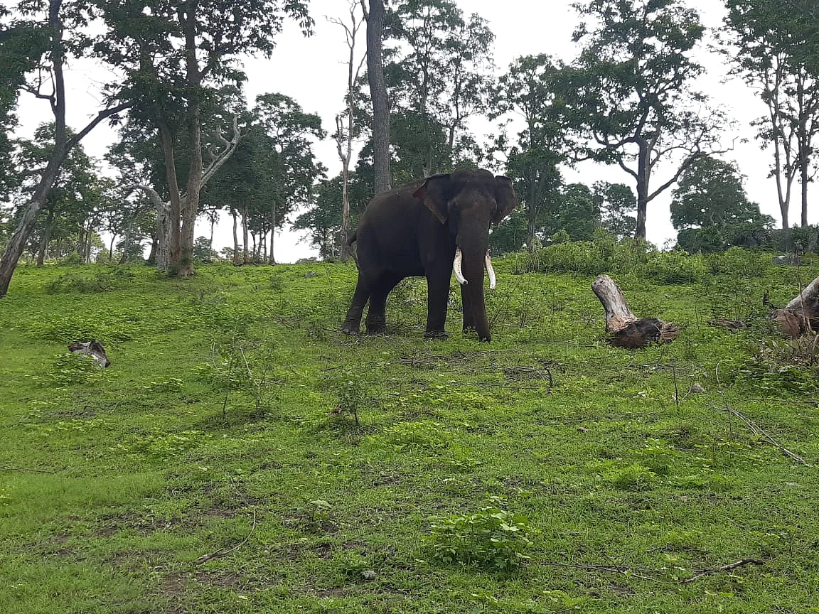 காவடி தாக்கியதில் பார்வையிழந்த கும்கி யானை; பணியிடை நீக்கம் செய்த அதிகாரிகள்; முதுமலை துயரம்!