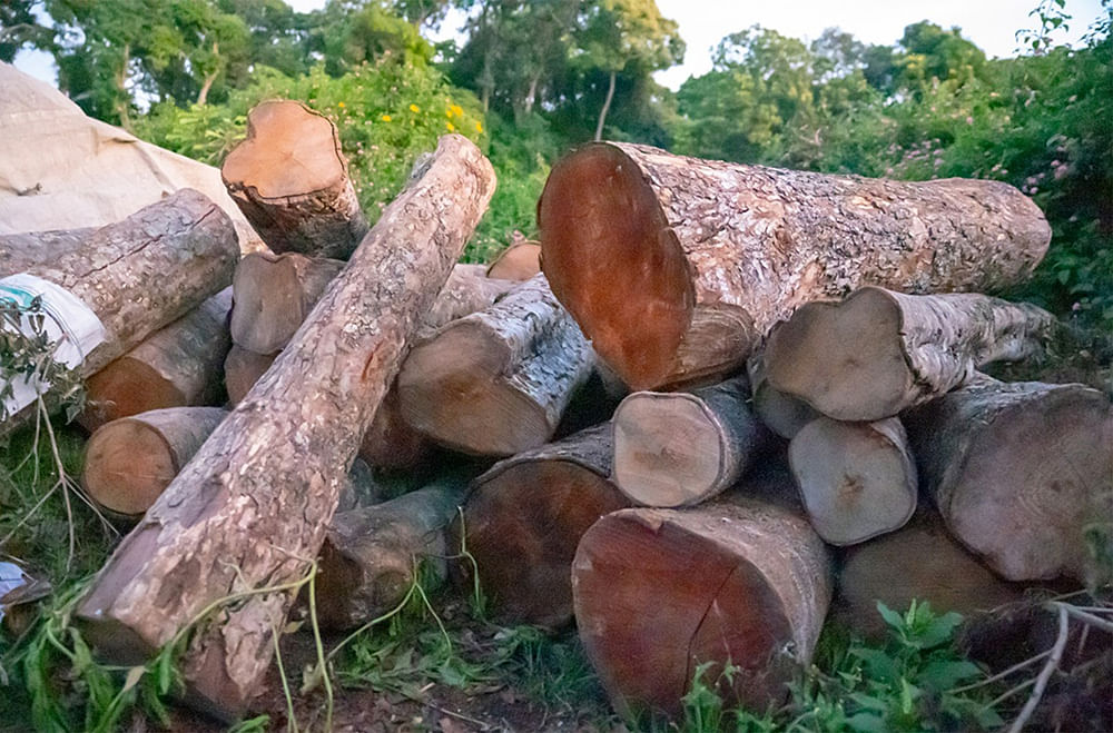 “சோலைவனத்தைச் சுடுகாடா ஆக்குறாங்க!” - நள்ளிரவில் மாயமாகும் கோத்தகிரி காட்டு மரங்கள்...