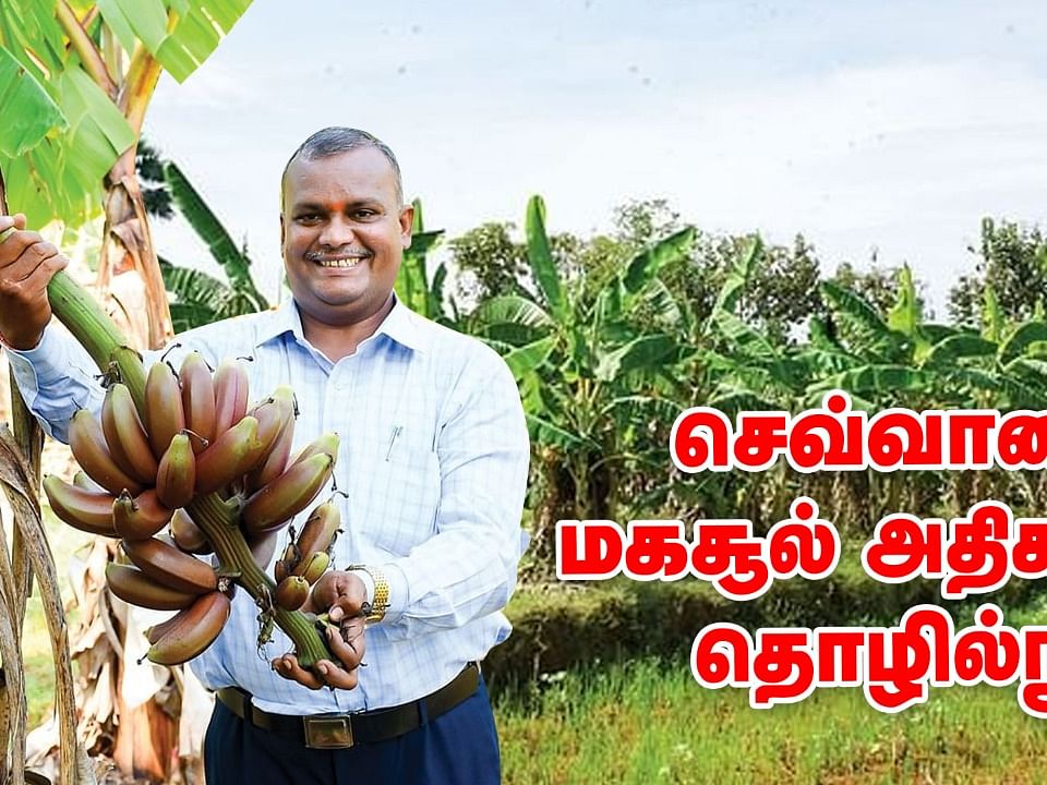 செவ்வாழை நேரடி விற்பனையில் நல்ல லாபம்! | Red Banana Farming