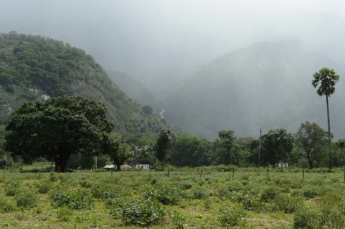 கோவை வனப்பகுதி