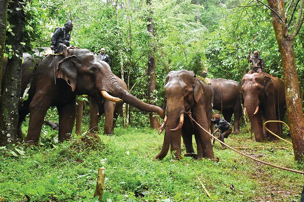 இது என் காடும்கூட... மீண்டும் வருவேன் என கும்கியிடம் சொல்லிச் செல்கிறது அந்த நினைவில் காடு உறைந்துபோன மிருகம்.