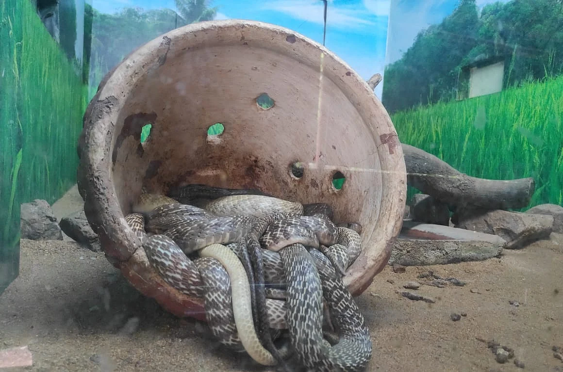 நாகப் பாம்பு