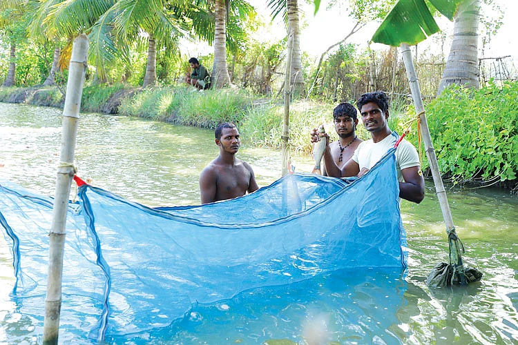 மீன் அறுவடை