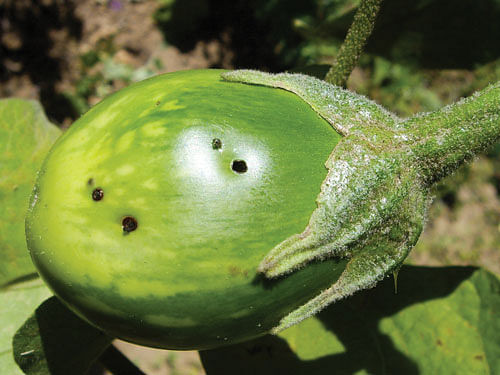 காய்களில் சேதம்