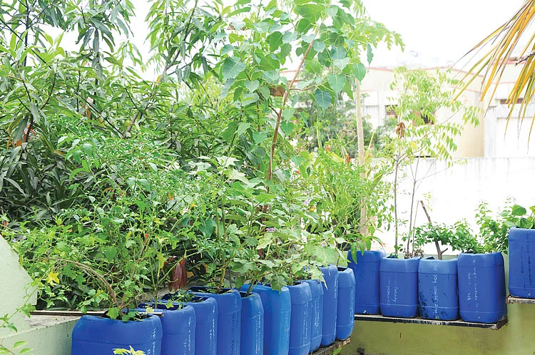 கேன்களில் செடிகள்