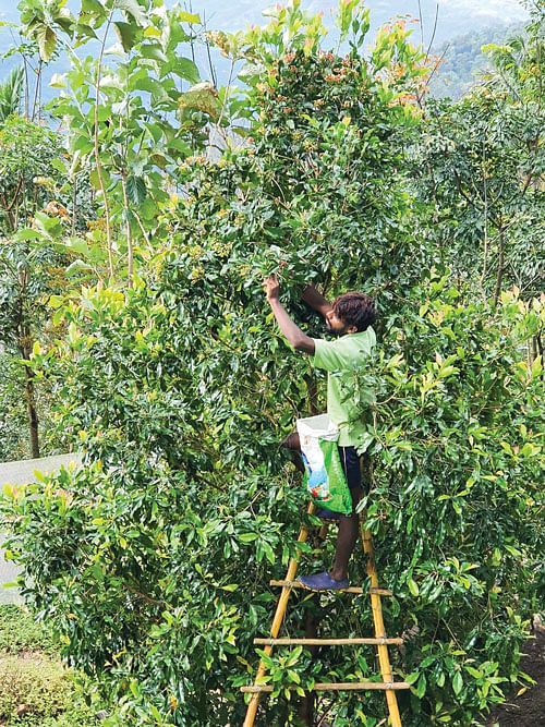 கிராம்பு அறுவடை