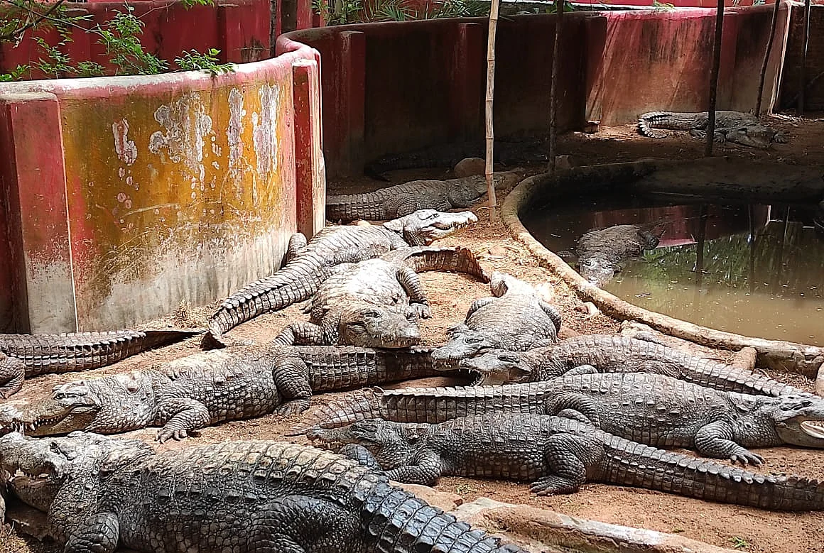 முதலைகல்/ சென்னை பாம்புப் பண்ணை