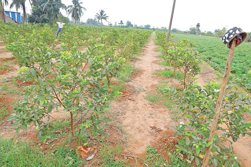 கொய்யாச் செடிகள்