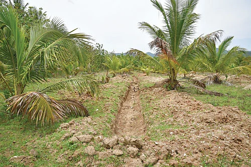 தென்னையில் மகசூல் கூட்டும் ‘வாணி!’ முறை