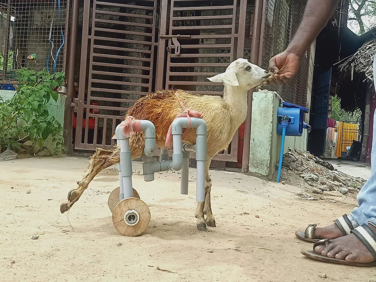 விபத்தில் கால்கள் உடைந்த ஆடு; பைப் மூலம் சக்கர கால்கள்; குழந்தை போல் பராமரிக்கும் இளைஞர்!