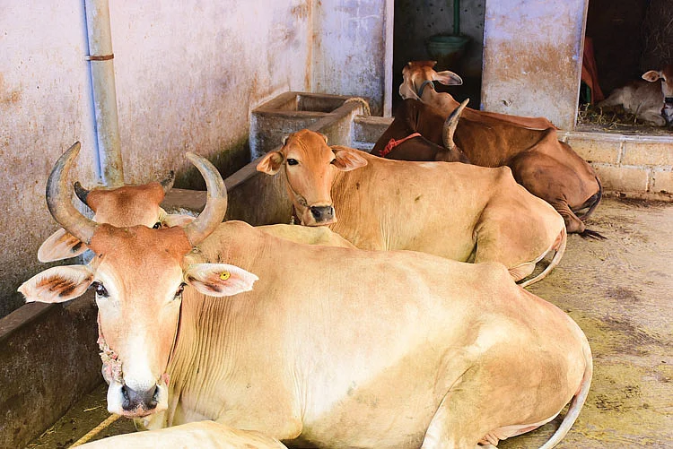 மாடுகள்