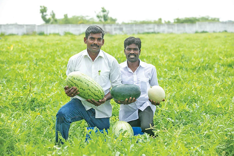 தர்பூசணி வயலில்