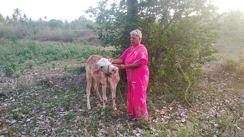 மாட்டுடன்