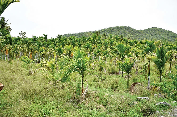 பாக்கு