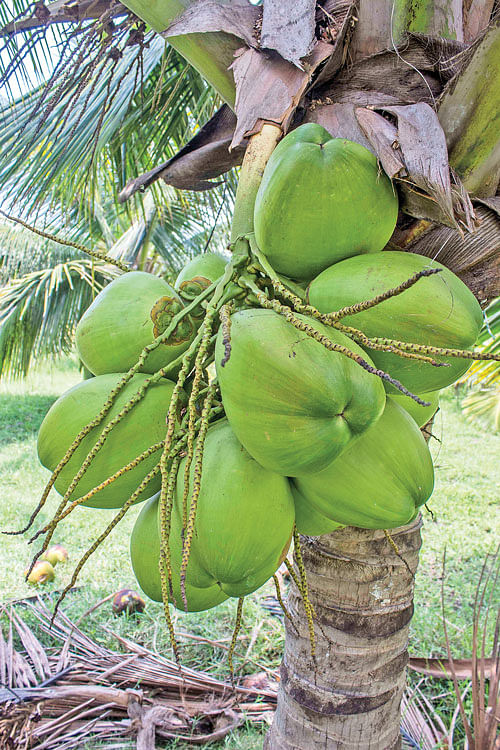 தென்னை