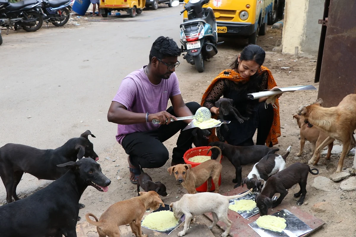 நாய்களுக்கு உணவளிக்கும் அருண்