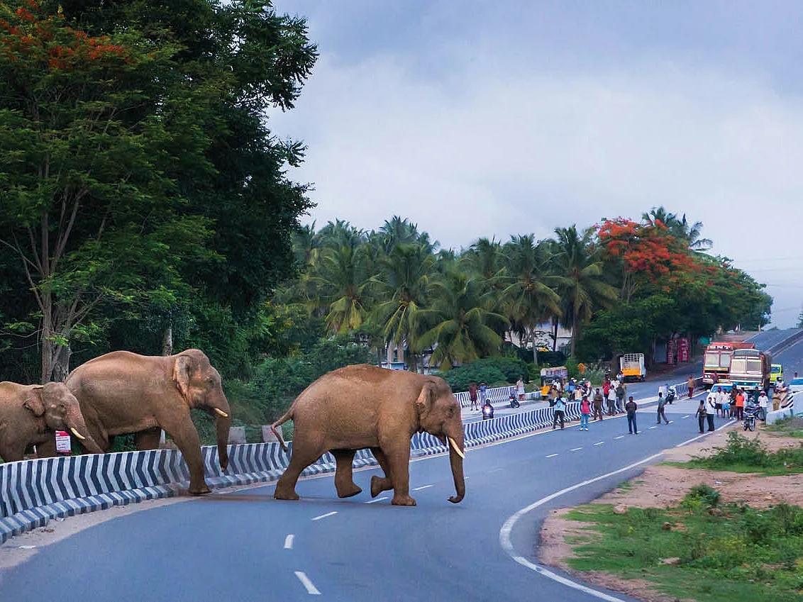 தமிழ்நாட்டில் வனவிலங்குகளுக்கான முதல் மேம்பாலம்! எங்கே அமைகிறது தெரியுமா?