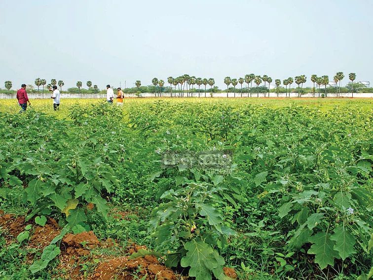 இயற்கை முறையில்
தர்பூசணிச் சாகுபடி! -
ஊரடங்கு நேரத்தில் நேரடி விற்பனை!